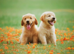 Puppy world :D