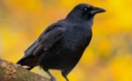 obby for crow of courage 2