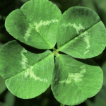 Team clover’s