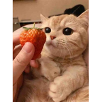 +*Lil Neko’s*+