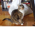 Cats go crazy!