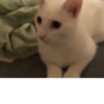 Animal ##### and anime ##### group
