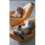 Bigkittie445
