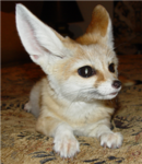 The Fennec Fox Fan Club