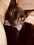 Cat freedom