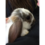 bunny gang !