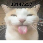 sillycats_gang