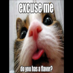 kittylover12371