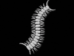 Worm 蟲 (MC)
