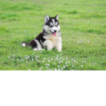 HUSKIE #########