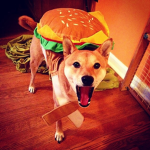 CHEESE AND PATTY