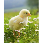 Lil baby chickens