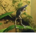 Monochoromia