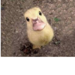 Ducky! Squad!