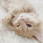 kittqn