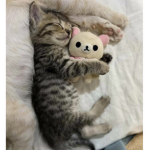 ‘kittybwunts