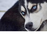 Husky hero’s