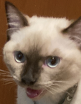 Cat group want robux?