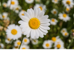 Daisy Garden