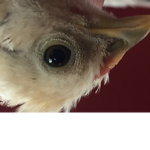 TEAM DEAD-POULE