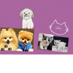 Fan de los perros y de Los Gatos