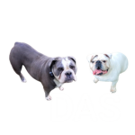 Dog Army Studios