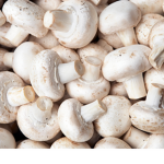 mushroom studio’s