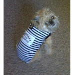 MILO is the best dog ever