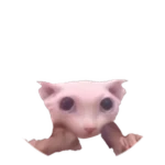 Bius