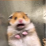 HamsterCoolShirts