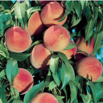Peachy_Peaches