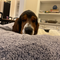 basset hangout epic