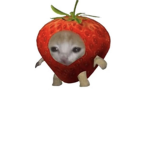 Potatooo Squad