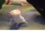 Axolotl Swimmers
