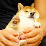 Mafia Doge's Group
