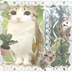 l Meowl Group l