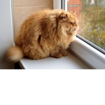 FAT KAT FRiENDS