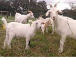 The hill billy goats