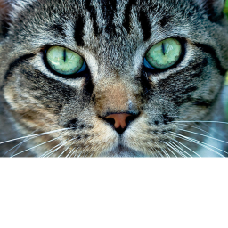 CAT WORLD