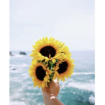 Sunshine’s flowers