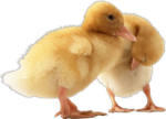 Teh Two Duck Devs Official Group
