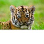 The baby tigers