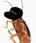 THE ROACH TRIBE