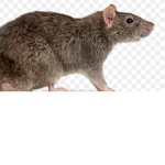 -RAT SOLDIERS TEAM-
