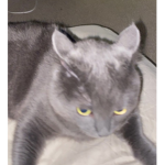 CAT TESTING