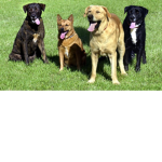 Dead Dogs For Sale