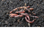 The Worm Protector Group