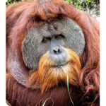 UNITED ORANGUTAN SOCIETY (UOS)