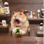 My hamster keeps screaming at me