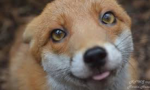Foxy’s Factors